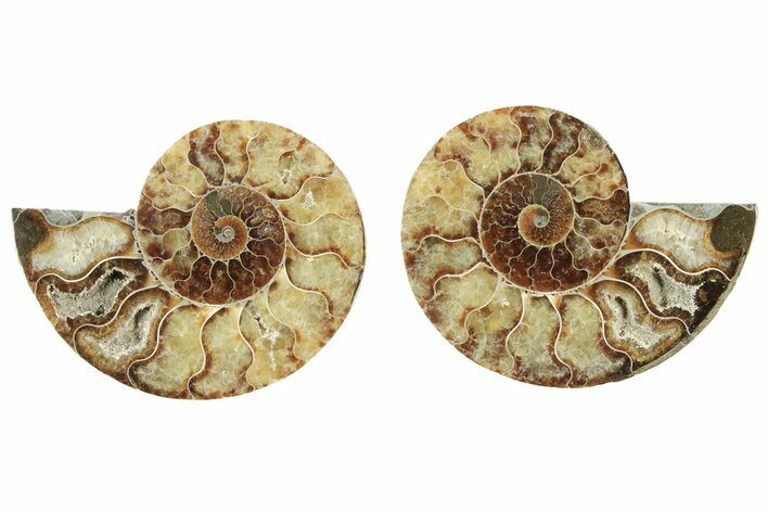 Cut & Polished, Agatized Ammonite Fossil - Madagascar #234407